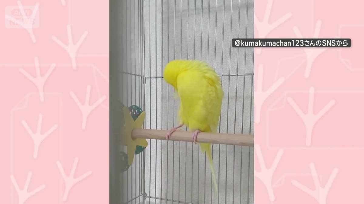 ケージで羽繕い