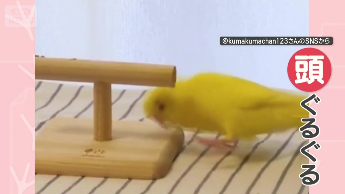 止まり木のそばで頭をグルグル…