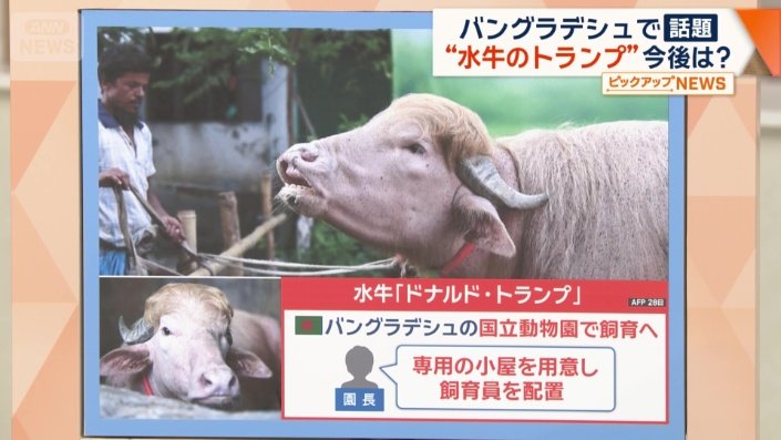 水牛は手厚く世話をされることになるようだ