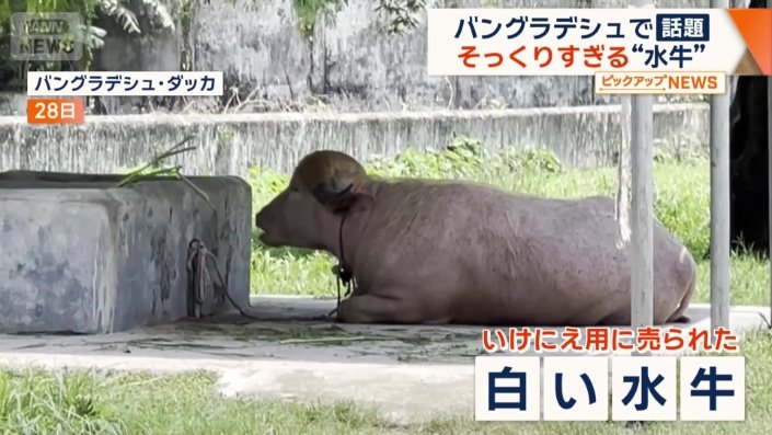 いけにえ用に売られた白い水牛