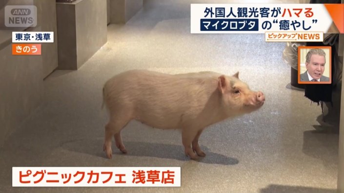 マイクロブタと触れ合えるカフェ