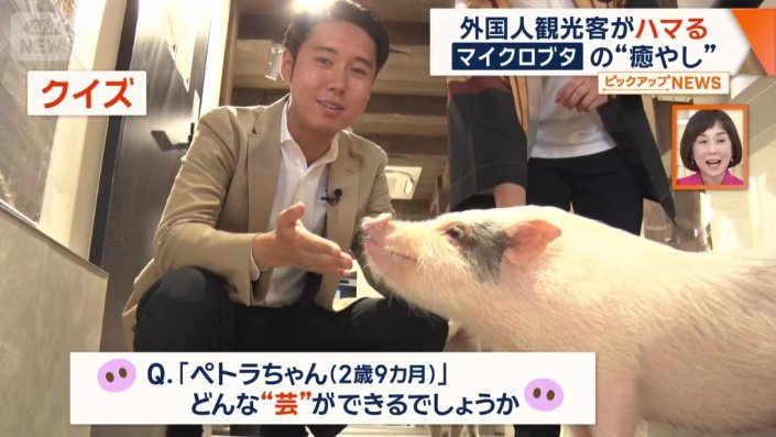 どんな芸ができる?