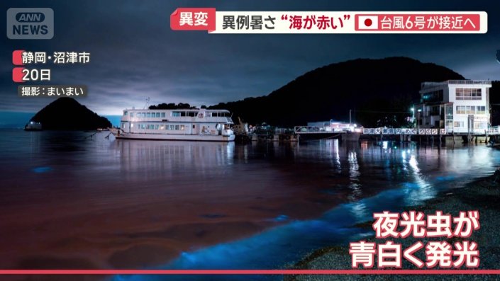 夜光虫が発光する幻想的な様子