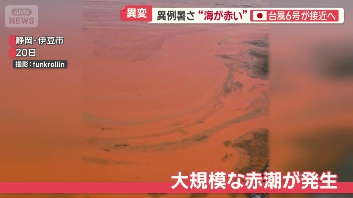大規模な赤潮が発生