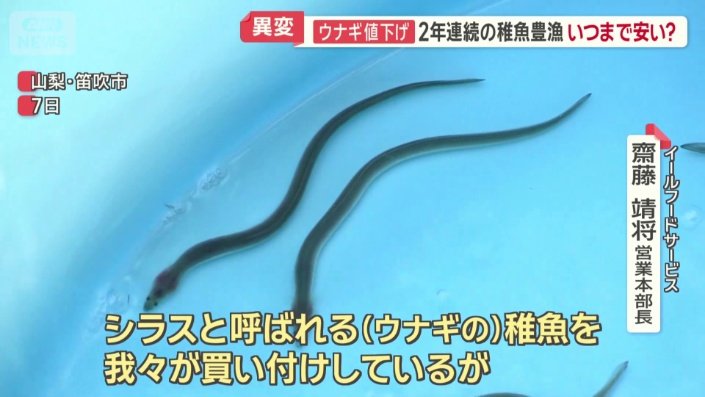 ウナギの稚魚