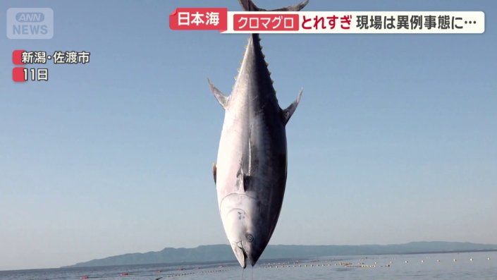 クロマグロ