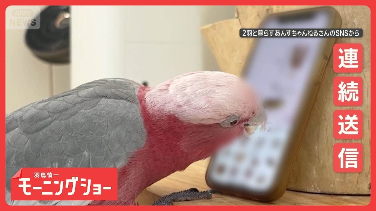 高速でスマホを使いこなすオウムさん　スタンプ連続送信！　カメラも起動してパシャリ