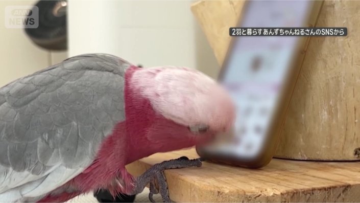 連打！連打！！