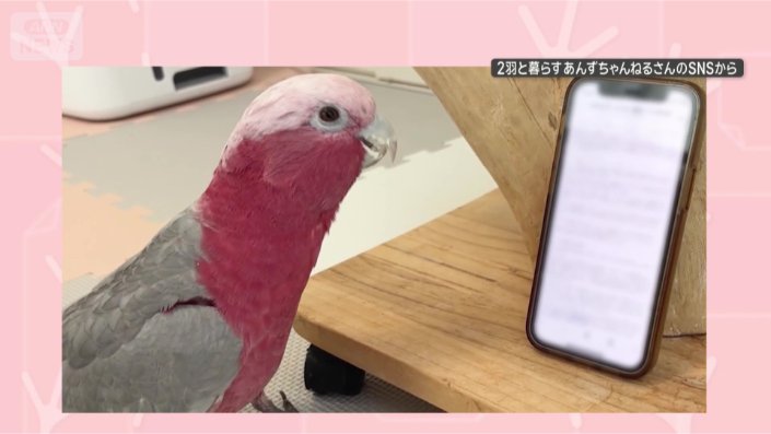 あっ、スマホだ