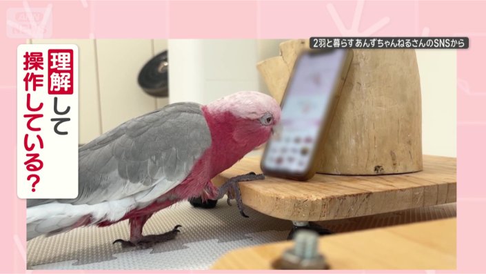 理解しているの？
