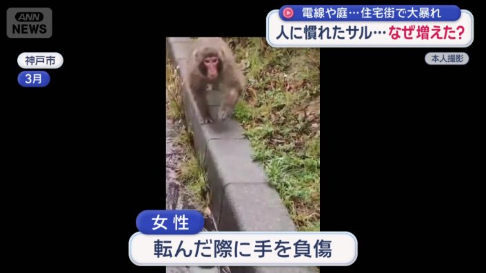 サルは突然、こちらを向いて一気に迫ってきた