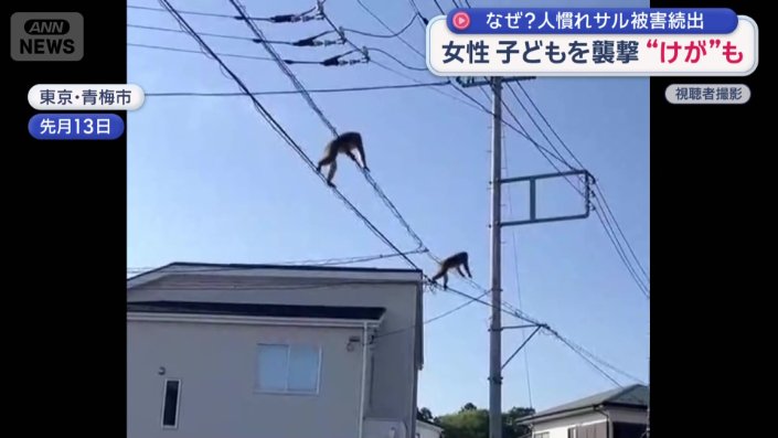 東京・青梅市の住宅街に2匹のサルが現れた