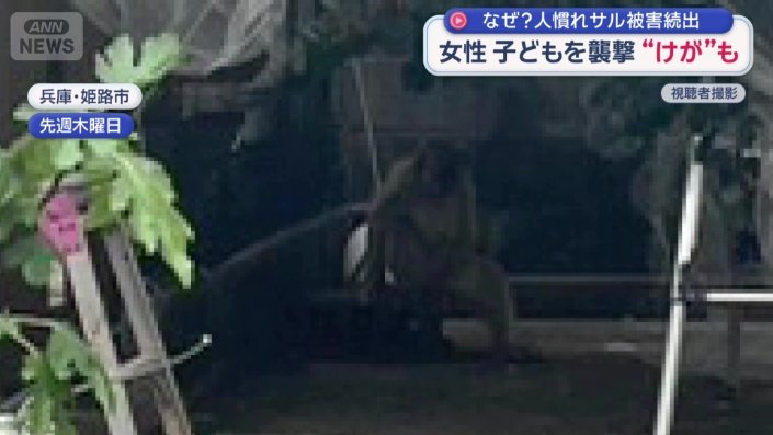 サルが食べていたのは庭先になっていた木の実
