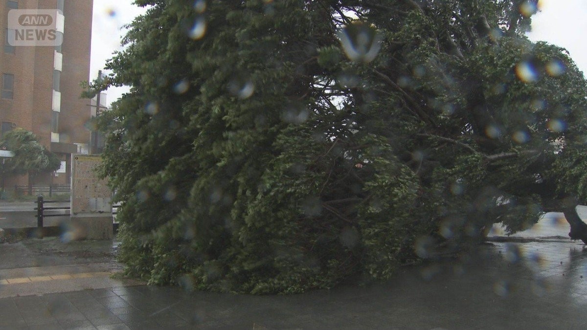 台風6号　沖縄直撃で停電や倒木被害　初のレベル3大雨警報発表　本州も警報級大雨警戒