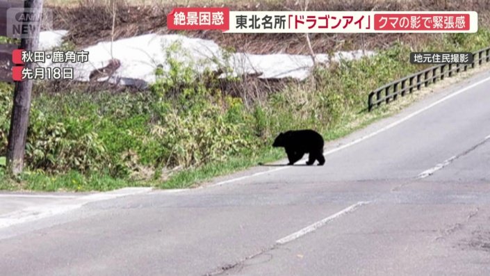 道路を歩くクマ