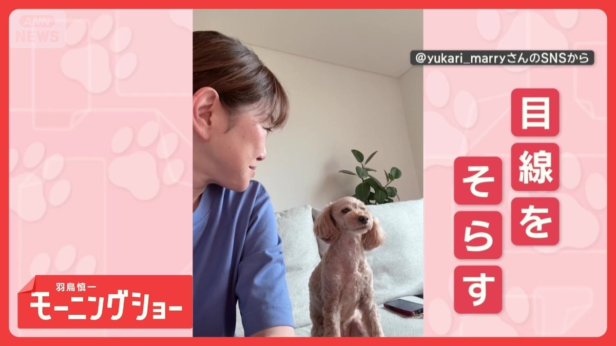 ツンデレ犬　チョンチョンするのに…振り向かれるとプイッ　なぜそっぽを向くの？