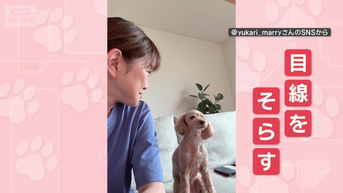 飼い主が振り向くと目線をそらす
