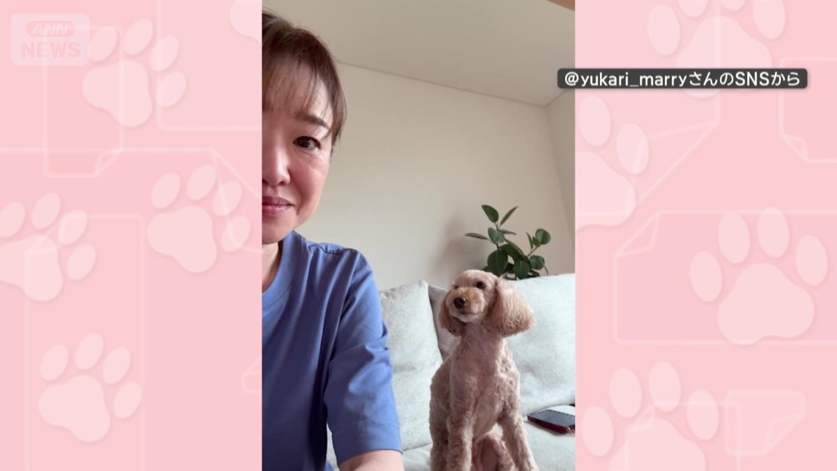 飼い主を見つめる