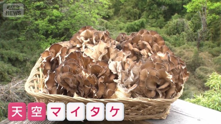 檜原村が誇る名物「天空マイタケ」