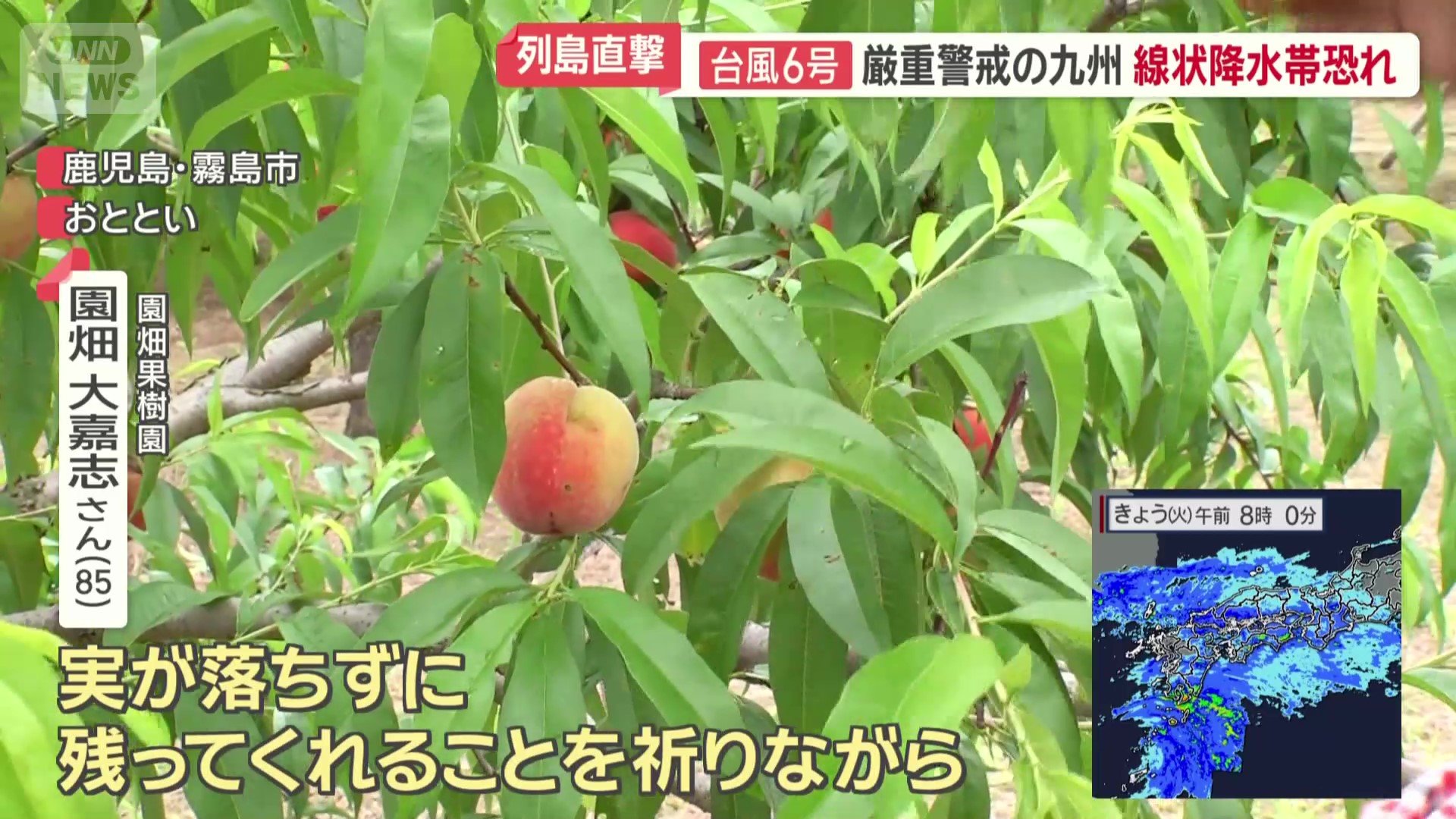 まだ青い桃が…