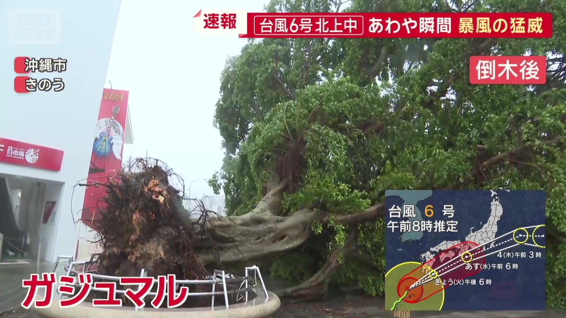 倒れる巨大ガジュマル