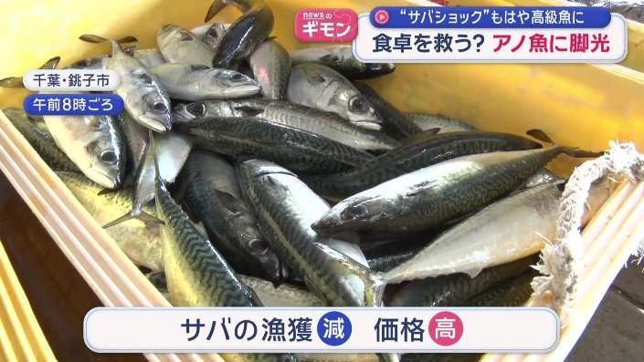 年々サバの漁獲は減り価格が高騰