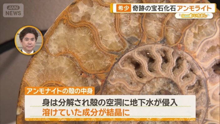 新宿に「買える化石博物館」登場 ティラノサウルスやアンモナイト…本物