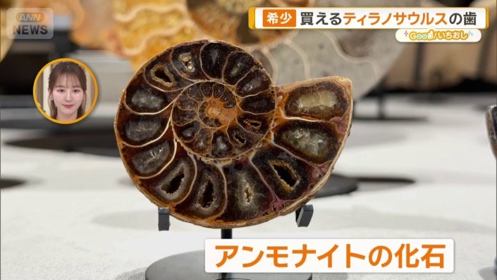 新宿に「買える化石博物館」登場 ティラノサウルスやアンモナイト…本物