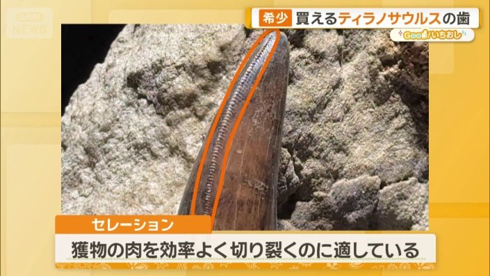新宿に「買える化石博物館」登場 ティラノサウルスやアンモナイト…本物