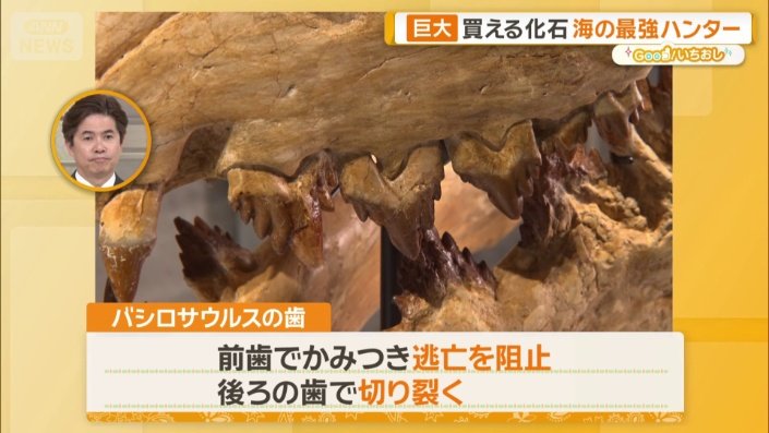 バシロサウルスの後ろの歯