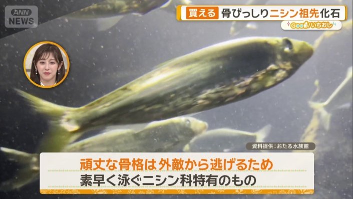 ニシン