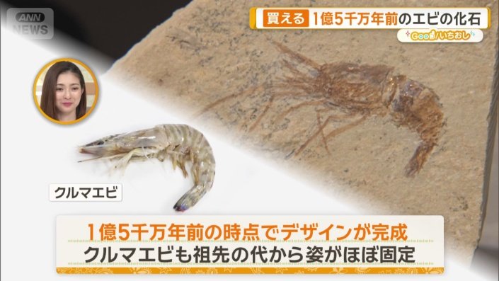 エビの化石