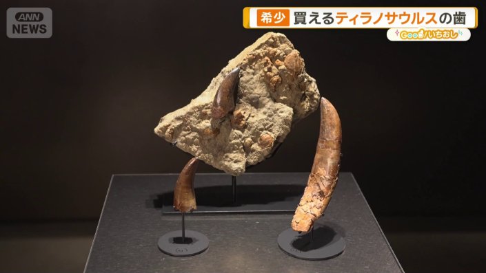 新宿に「買える化石博物館」登場 ティラノサウルスやアンモナイト…本物
