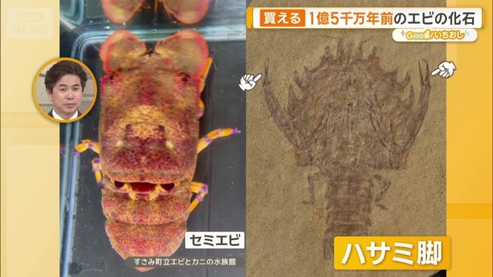 セミエビなどの祖先にあたるという