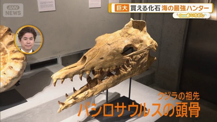 新宿に「買える化石博物館」登場 ティラノサウルスやアンモナイト…本物