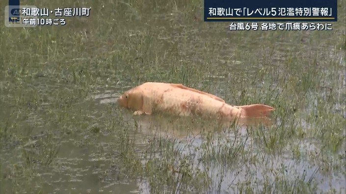 打ち上げられた魚