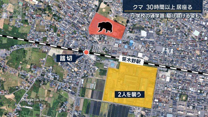 クマ