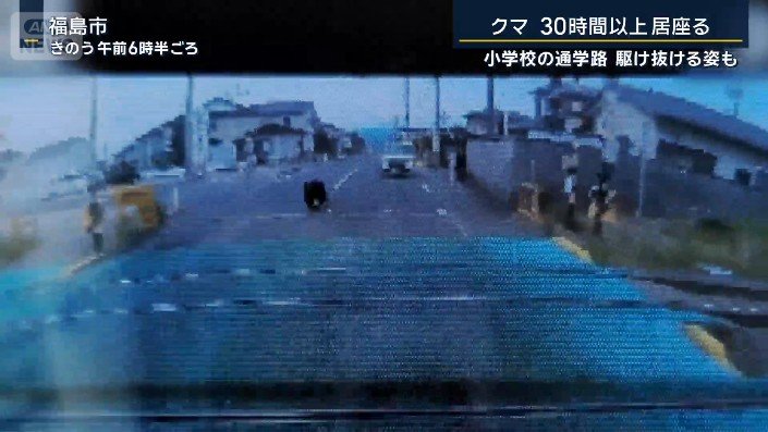 クマ