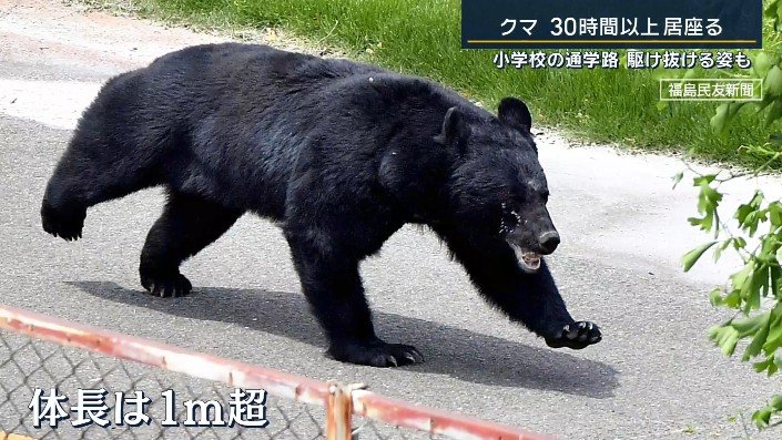 クマ