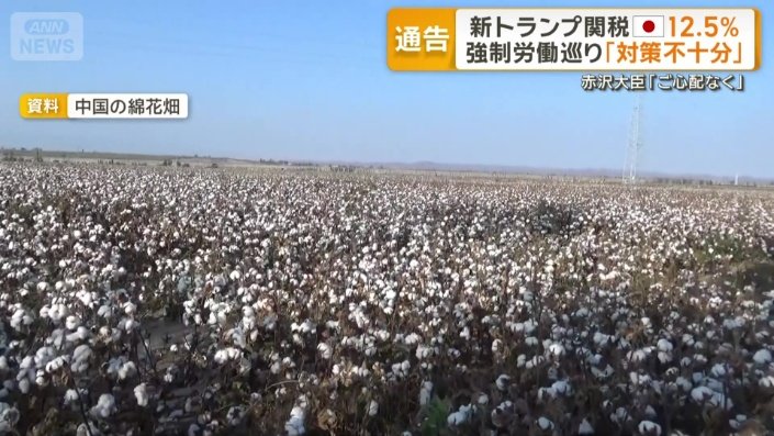 中国の綿花畑