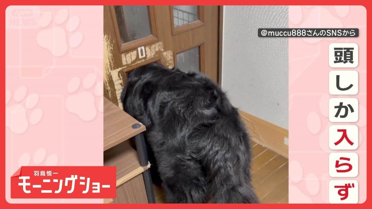 扉の向こうに行きたいワン　穴に頭をスポッ…だけど通れない　何度も試すのはなぜ？