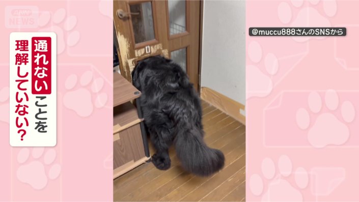 通れないことわかってる？