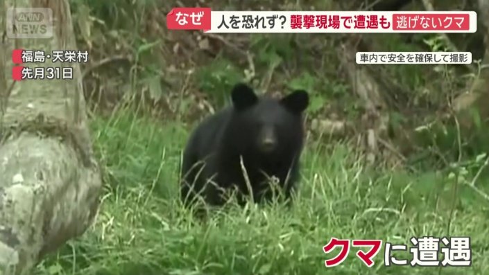 取材班がクマに遭遇