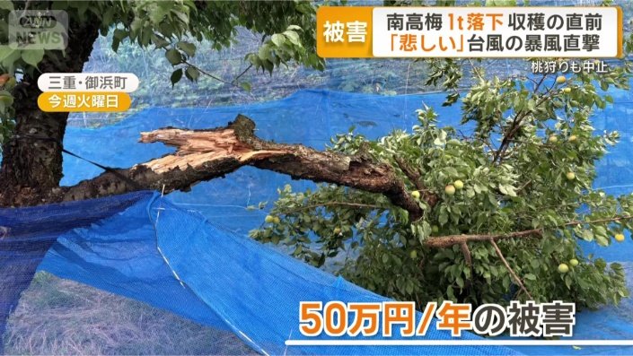 根本から折れた梅の木