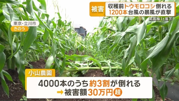 旬のトウモロコシも…