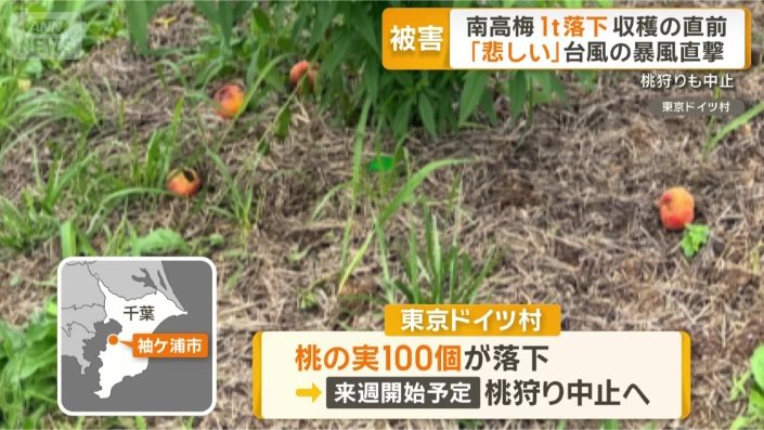 桃の実100個が落下