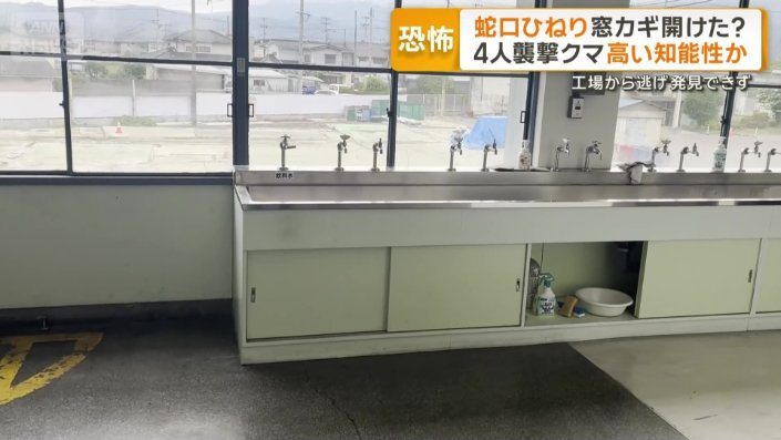 水を飲むクマの姿も目撃