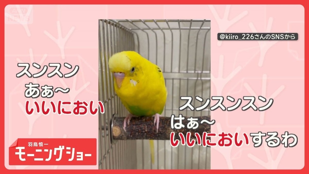 「はぁ〜いいにおい〜」「くっさ〜」　連呼するインコさん　言葉の意味を理解してる？