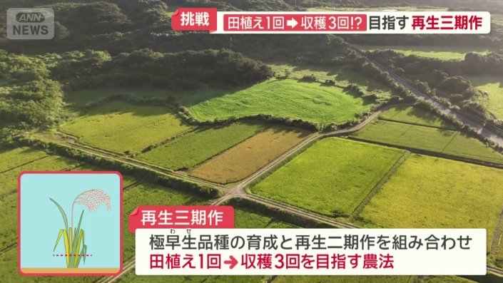 再生三期作とは