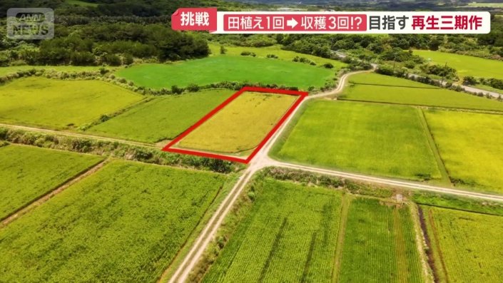 照沼さんの田んぼだけが黄金色に